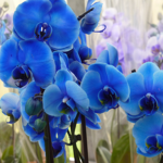 Orchids Association
