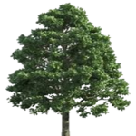 The Trees Official Group.