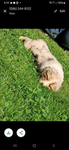 Australian shepherd #####