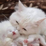 Kitty time