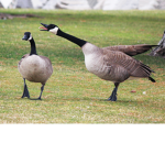 The Mother Goose Cult