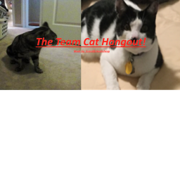 Team Cat's Hangout! (HUGE FALL UPDATE!!!)