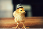 The WealthyBadChickens