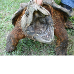 i lov e turtles