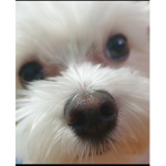 찐클랜