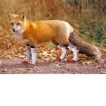 FOXES WITH SOCKS