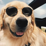 The Coolest Dogs!