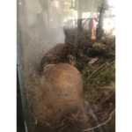 Snail news fan club