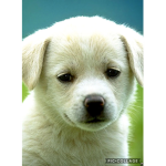 Awww dogs