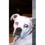 R.I.P My Young Doggie :(