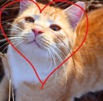 duster the cat fan club
