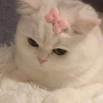 •Luvies Cats•