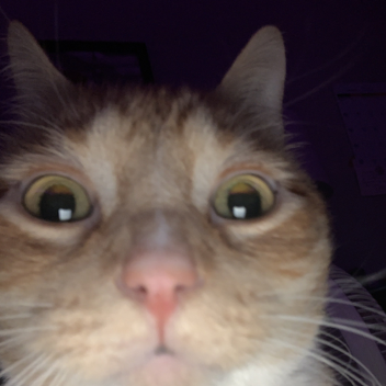 cat hub