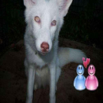 snow's requiem