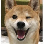 shibes