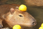 カピバラ団