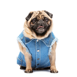 Pugs  meet up place