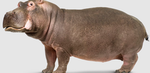 Hippo-People