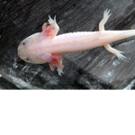 axolotl madness supreme