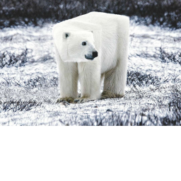 Polar bear hang out