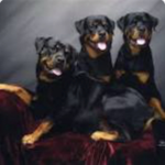 German Rottweiler fans!