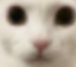Random_Groups_4