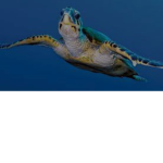 Lions vs turtles
