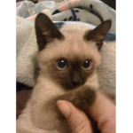 Siamese Cats United