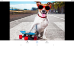 Sporty dogs!