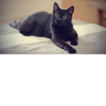 Kitten King