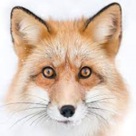 OMG FOXY