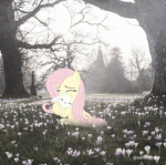 Star , '