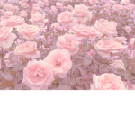 Queen rosee