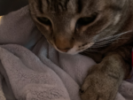 ~Pawzz~