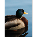 Duck fans life