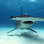 shark studios 101