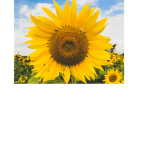 Toxic_Sunflower