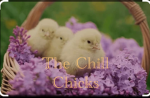 The Chill Chicks!