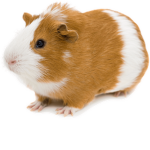 GuineaPig Army