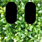 grass boiss