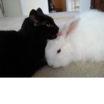 Rabbits&Cats protection group.