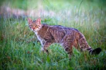 Therian_MaineCoon Club