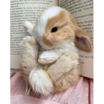 ღBUNNY