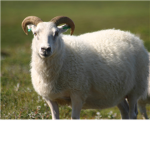Church of the Holy Sheep