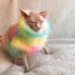 Cat Cold