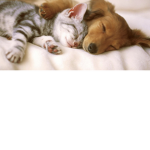 Join this group if you love puppies or kitty