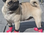 PUG APPRECIATION SOCIETY