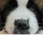 TRUMAN ST.BERNARD