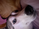 More Benji