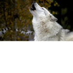 The Nightmare Wolfs